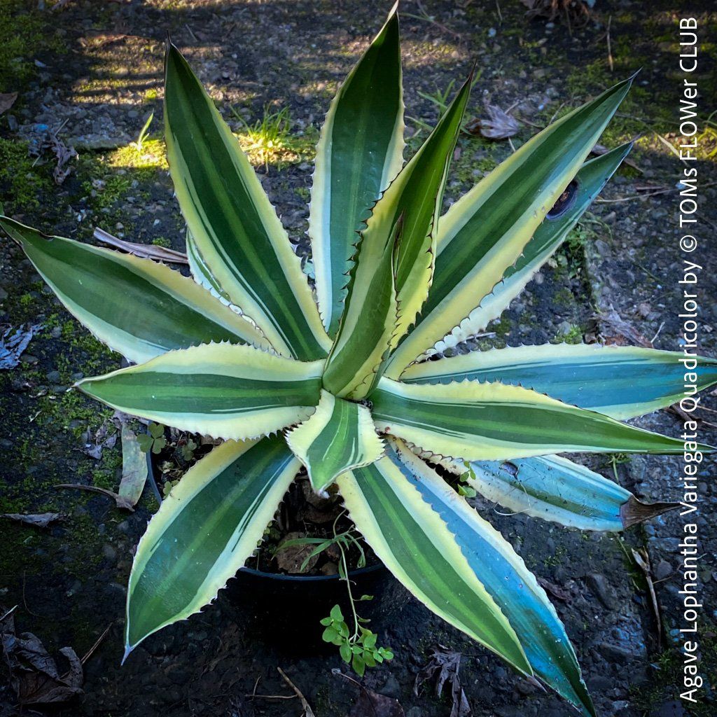 Piante & sementi: Agave Lophantha Variegata Quadricolor - top robust – Nuovo e nell'imballaggio originale da Adliswil venduto da astom369 6