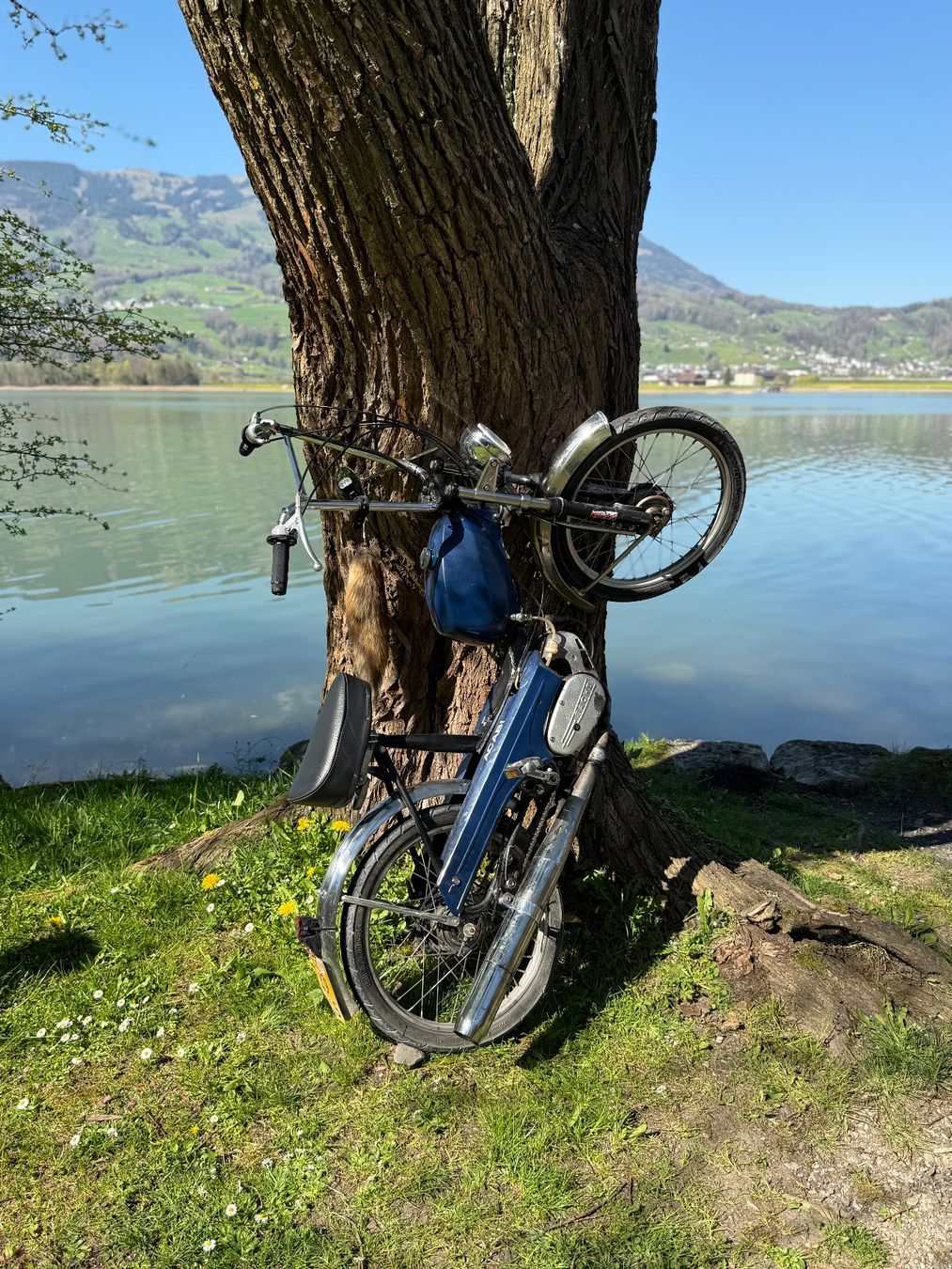 Sachs Mofas: Pony 503 GT – Gebraucht aus Lauerz von RogerH05 3