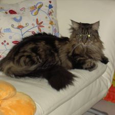 Profile image of Sisseli