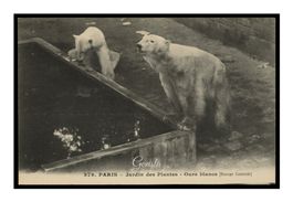 OURS BLANCS - 1908 "Jardin des Plantes" Paris
