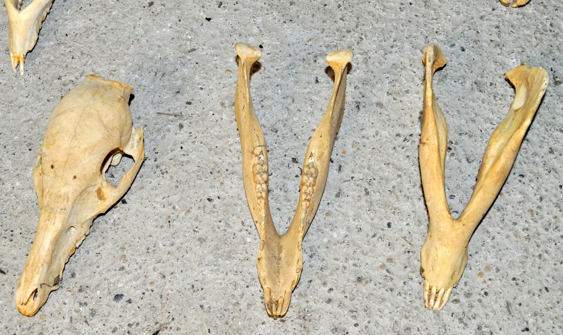 Welt der Tiere: Lot de 4 "crâne d'animaux" – Gebraucht aus Neuchâtel von Neuchatel 6