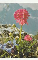 Blumenkarte