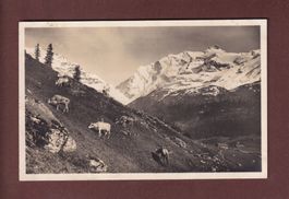 GRIESALP - Gorneren - Alpweide - 1924