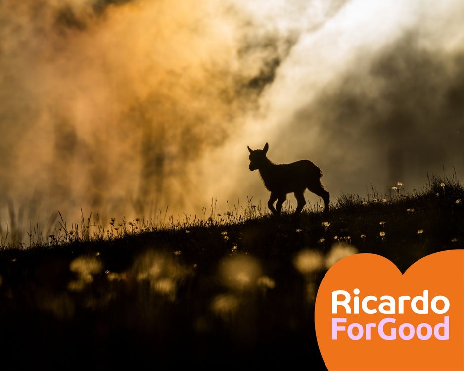 FineArt Print Trilogie «Alpine Wildnis» von