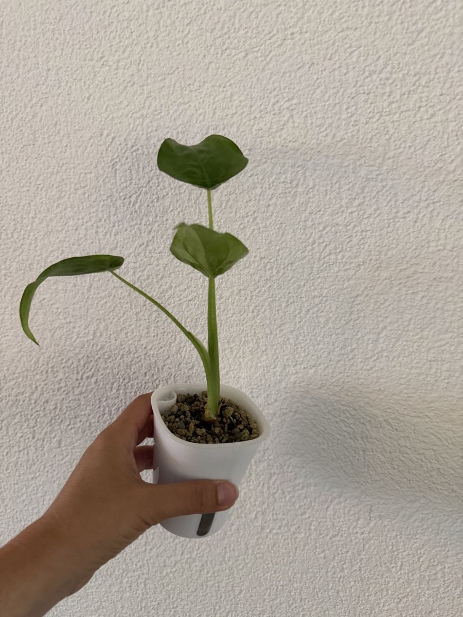 Piante & sementi: Alocasia Cucullata im SB-Topf – Usato da Ostermundigen venduto da summy73