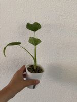 Alocasia Cucullata im SB-Topf