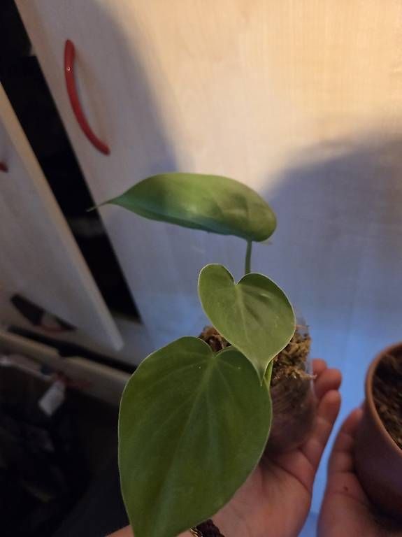 Piante & sementi: Philodendron scandens  – Usato da Roggwil BE venduto da pau_wyh8