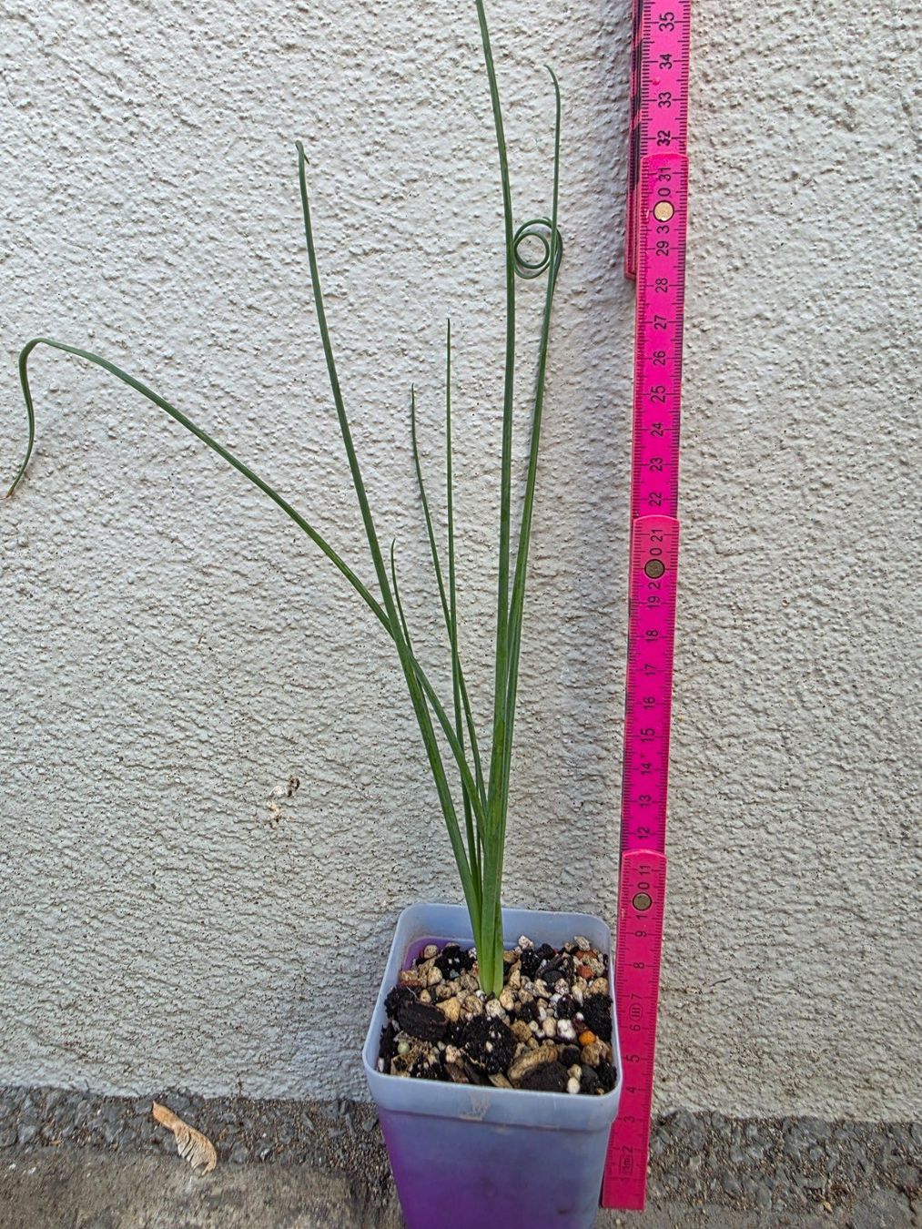 Piante & sementi: Albuca spiralis cv. Frizzle Sizzle – Nuovo (secondo la descrizione) da Thalheim venduto da silvara01 1