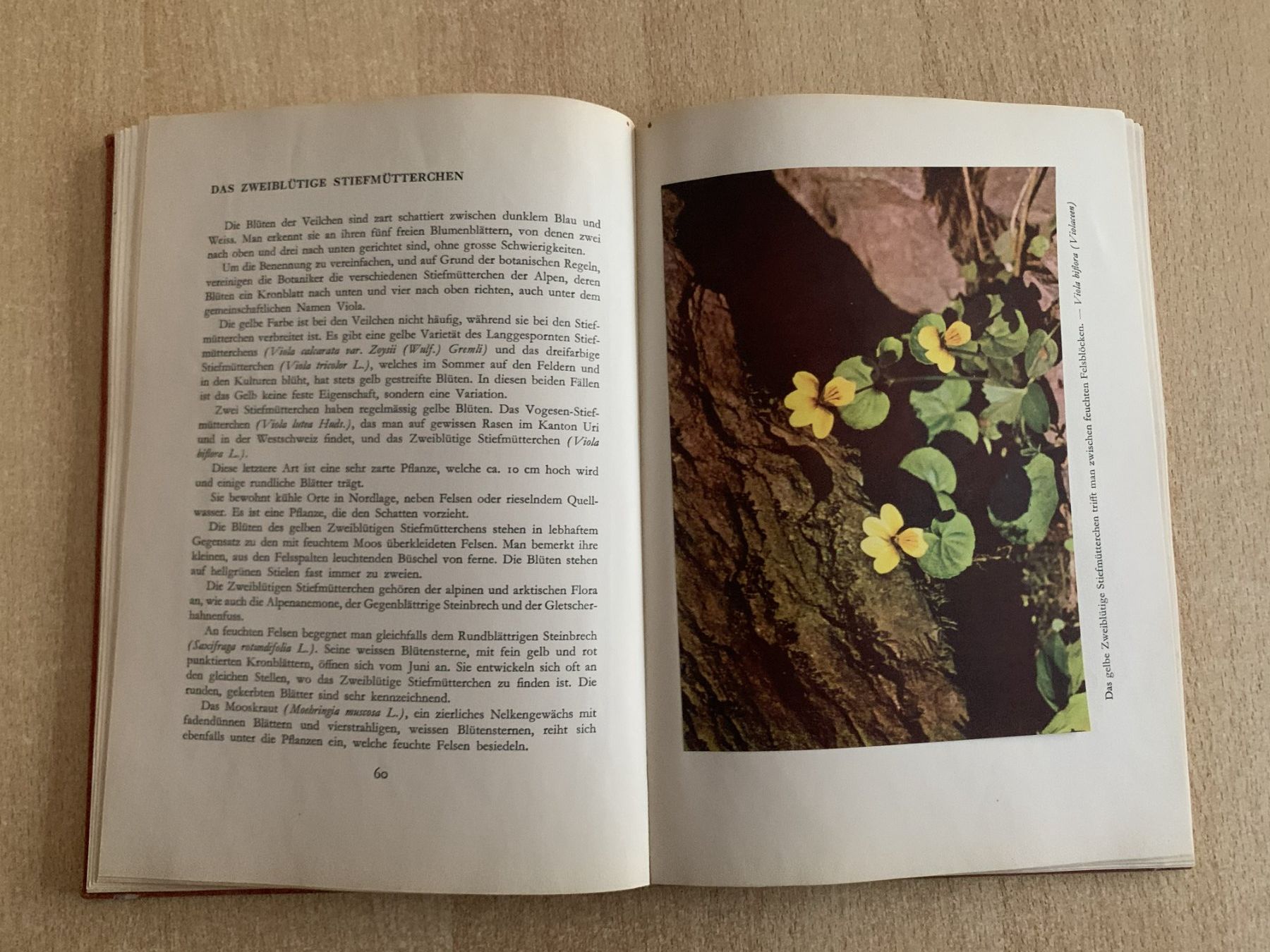 Bücher: Buch: Unsere Blumen – Gebraucht aus Reinach BL von con_ync2 6