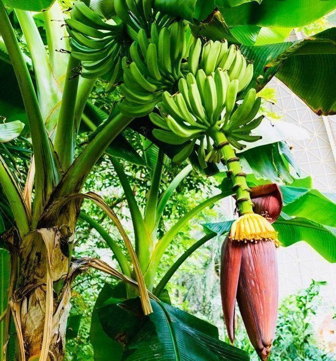 Piante & sementi: Ab 5.- fr 1 STK SAME ECHTE BANANEN PALME‪ – Nuovo e nell'imballaggio originale da Rovio venduto da POSITIFFARTandPLANTS 6