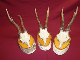 Reh, Geweihe, Trophäe, Horn, Dekoration, Jagd Abwurfstangen