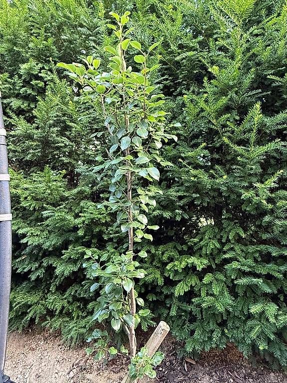 Piante & sementi: Säulenobstbaum Säulenbirne DECORA – Usato da Berg TG venduto da dar_9rc5