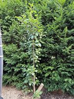 Säulenobstbaum Säulenbirne DECORA