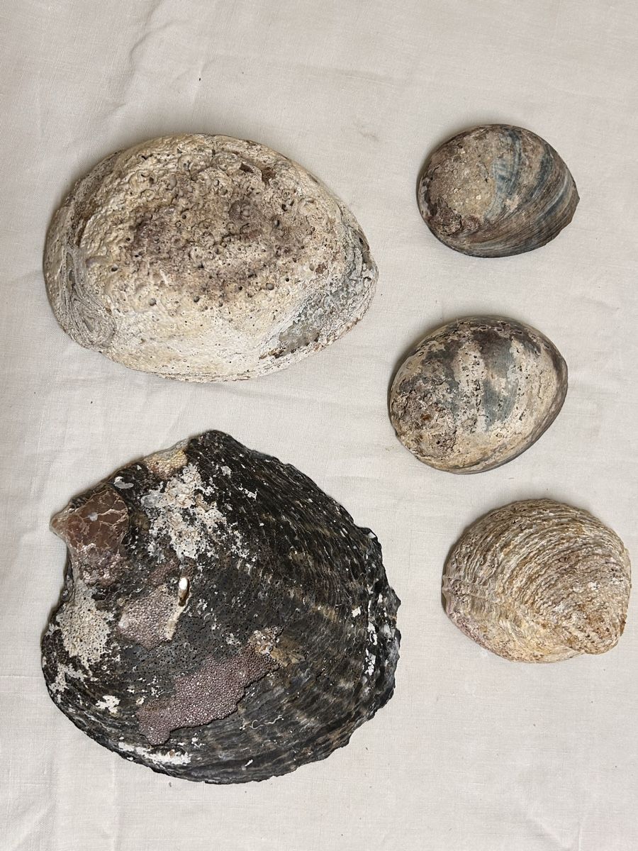 Fossili: Lot ormeaux et coquillages  – Usato da Lausanne venduto da Plein-de-styles 1