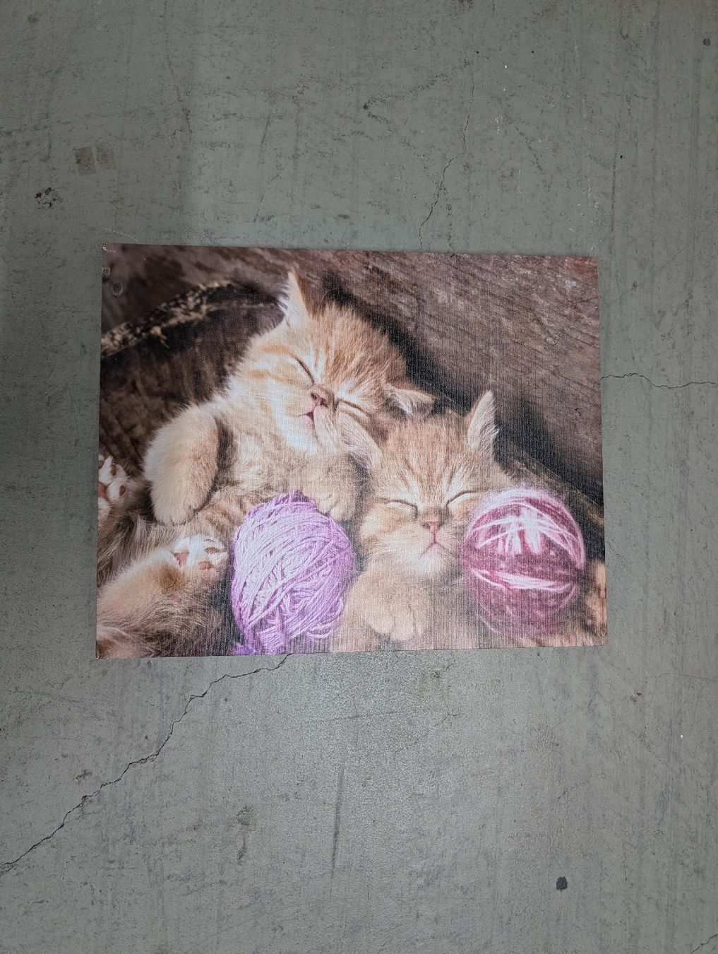 Posters & Illustrations: Bild süsse Katzen – D'occasion à Glattbrugg par Rose198 1