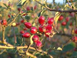 églantier ! très riche en vitamine C 2x