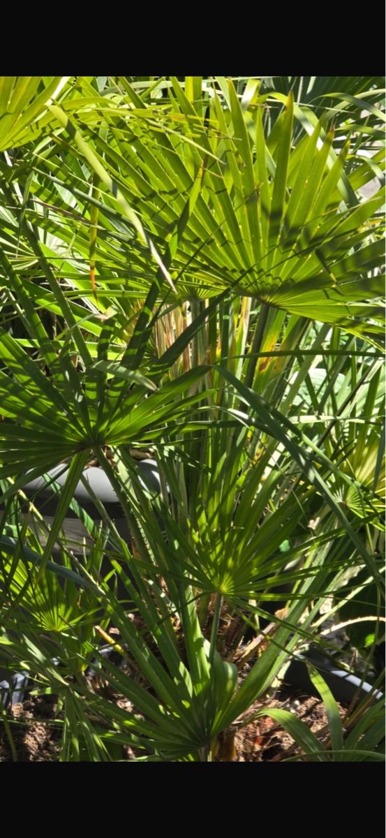 Piante & sementi: Schöne Palme in grossem grauen Topf – Usato da Lausen venduto da abella10 1