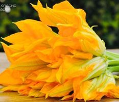 10 SAMEN Zucchini  Blume XL 10 Graines Courgette XL Fle
