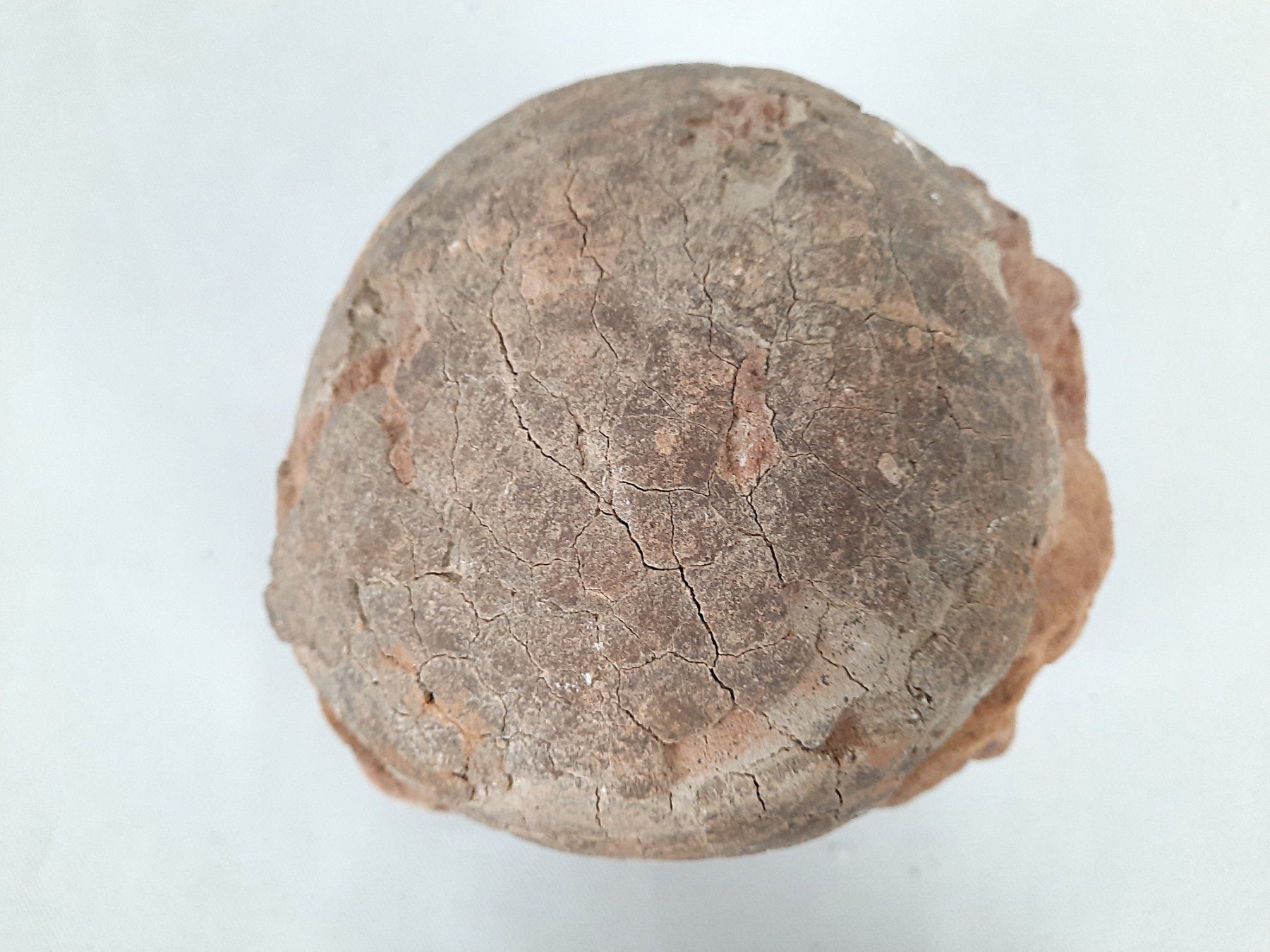 Fossili: Versteinertes Dinosaurier Ei – Usato da Beinwil am See venduto da Restwert_Beinwil 3