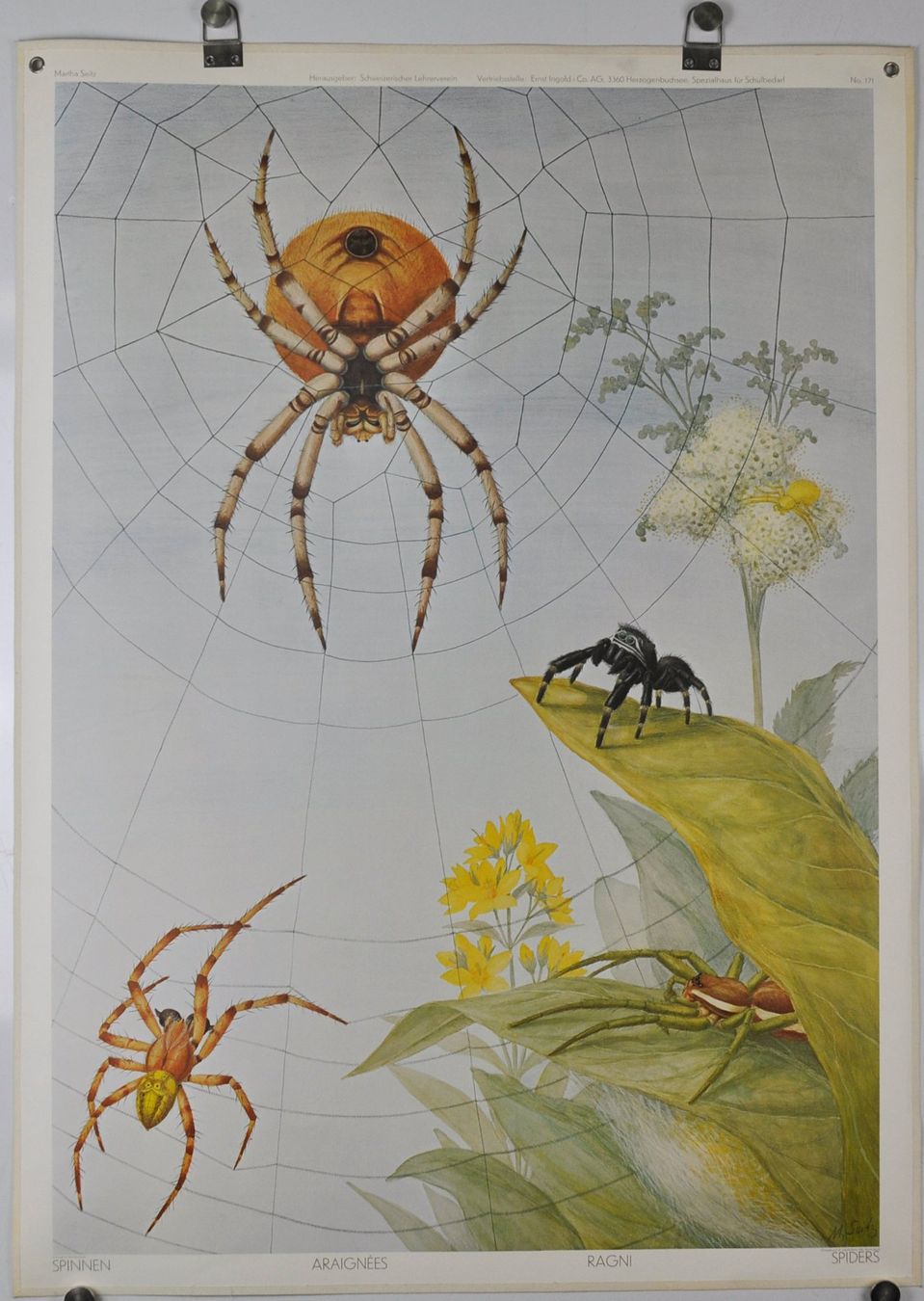 Poster & Bilder: Schulwandbild Spinne -  Spinnen Marta Seitz #engels – Gebraucht aus Härkingen von sammelbecken