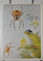 Schulwandbild Spinne -  Spinnen Marta Seitz #engels