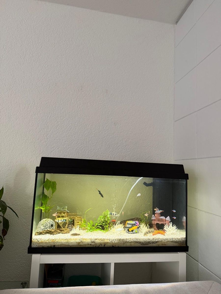 Acquari: Aquarium – Usato da Würenlingen venduto da ple_tn6y