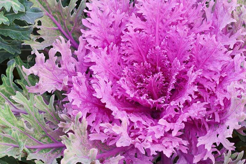 Piante & sementi: 40 Samen RED PEACOCK Zierkohl – Nuovo (secondo la descrizione) da Ehrendingen venduto da VerveinaSamen 3