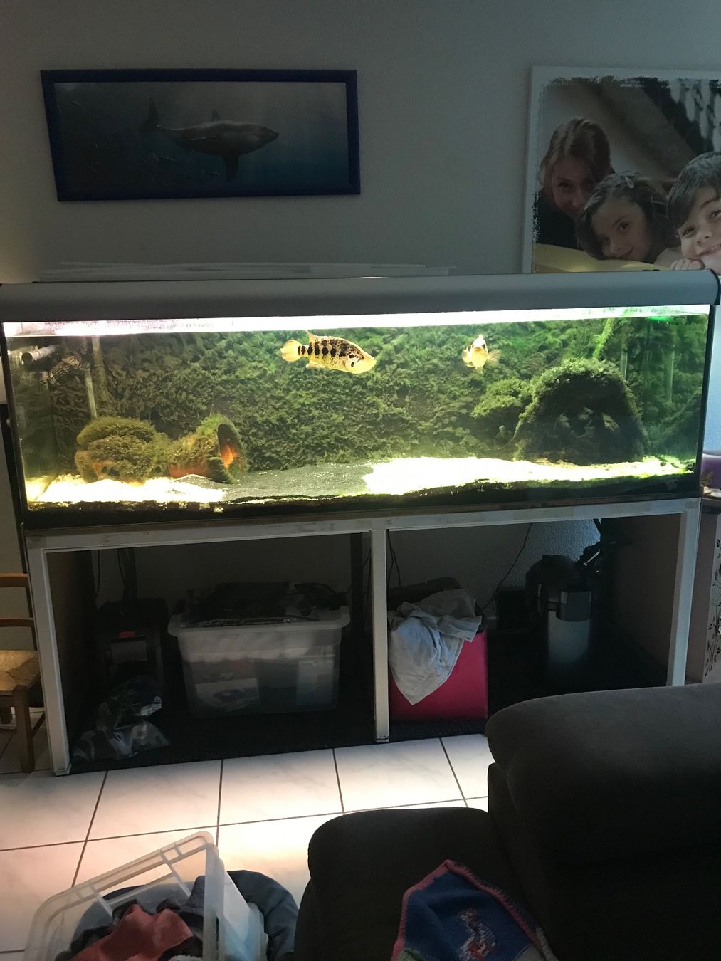 Aquarium: Aquarium kompl. – D'occasion à Langendorf par Liam012