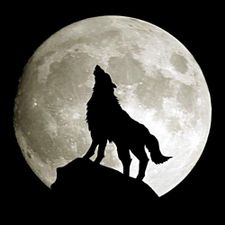 Profile image of Lone-Wolf