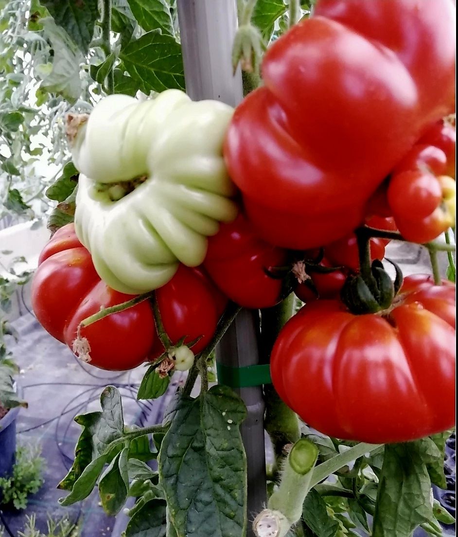 Piante & sementi: 10 Samen Florentiner Tomate 10 Graines Tomate Florentine – Nuovo e nell'imballaggio originale da Rovio venduto da POSITIFFARTandPLANTS 2