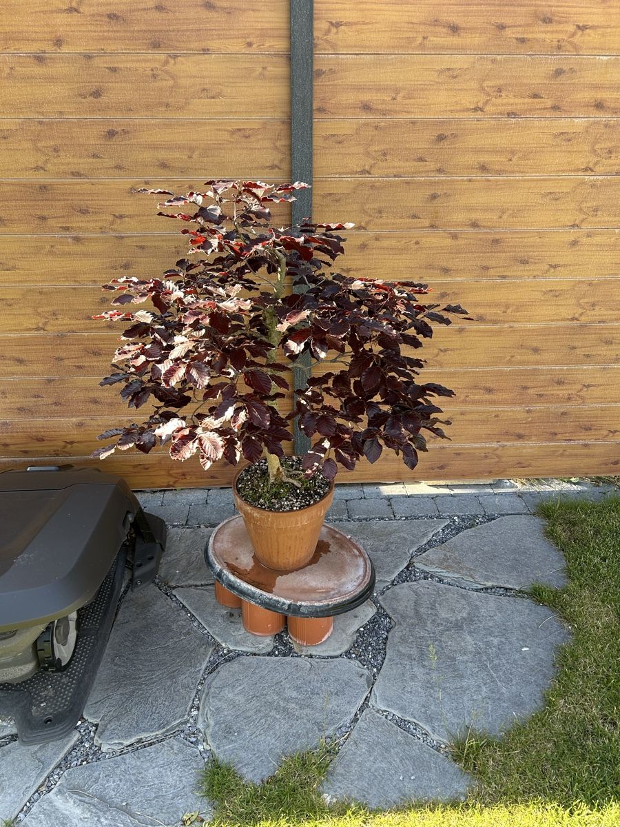 Bonsai Blutbuche zu verkaufen (Gebraucht) in Kaiseraugst fr CHF 174  nur  Abholung auf Ricardo kaufen