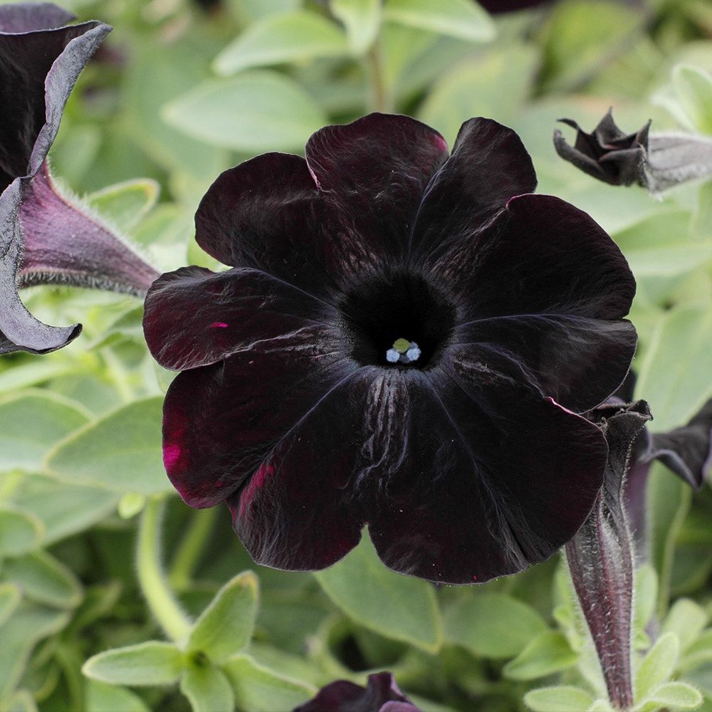 Piante & sementi: 10 Petunia SOPHISTICA BLACKBERRY Samen ( Pellets ) – Nuovo (secondo la descrizione) da Ehrendingen venduto da VerveinaSamen 2