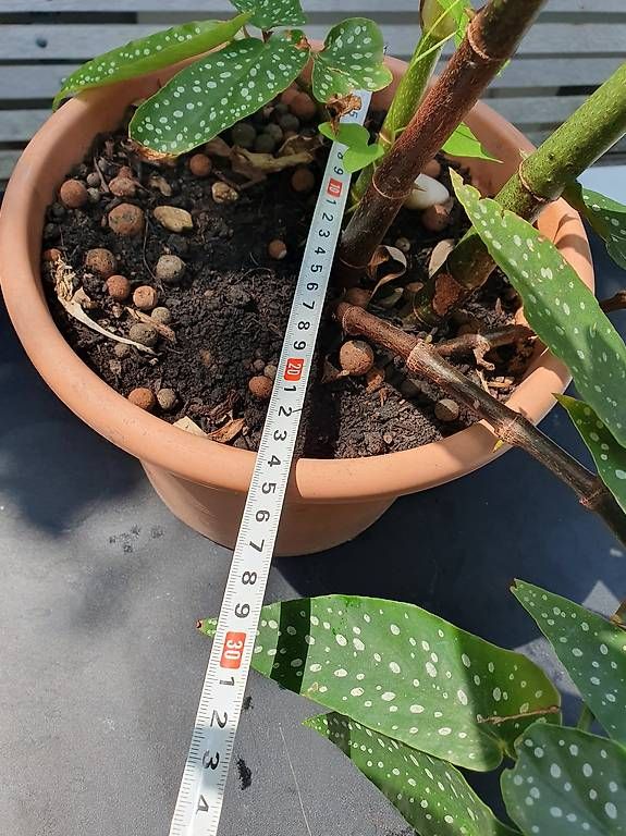 Plantes & graines: Forellenbegonie – D'occasion à Olten par stritten 2