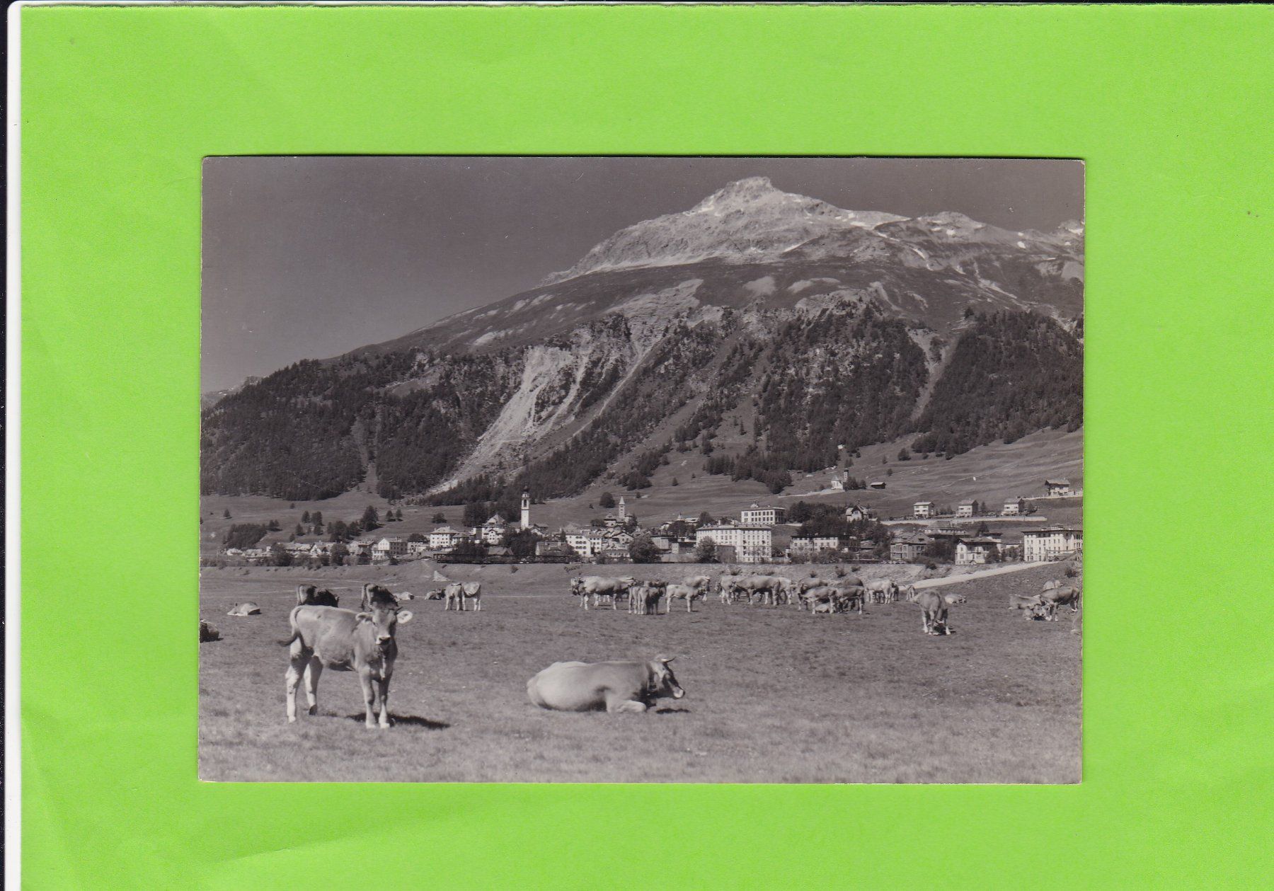 Cartoline postali: Samedan, weidendes Vieh – Usato da St. Peterzell venduto da neckertal