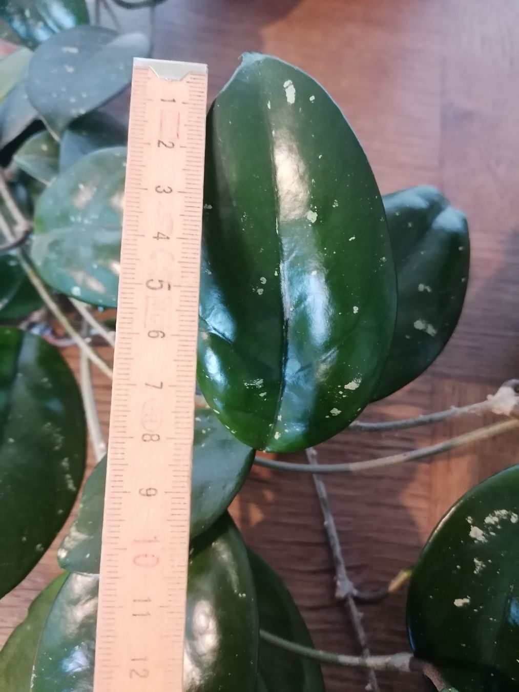 Piante & sementi: Hoya Carnosa +100 cm – Usato da Le Mont-Pèlerin venduto da dundun1 3