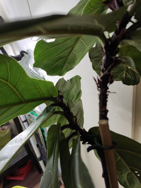 Ficus lyrata stamm Kaufen auf Ricardo