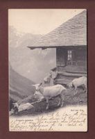 AUF DER ALP - Ziege - 1909