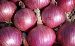 300 Samen Zwiebel ROSSA GENOVESE