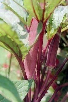 Piante & sementi: OKRA GOMBO BOURGOGNE  10g – Nuovo (secondo la descrizione) da Bremblens venduto da FIBONACCI369 2