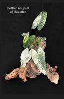 👁️ ULTRA RARE 💚PHILODENDRON ILSEMANII PREMIUM VARIEGATION!