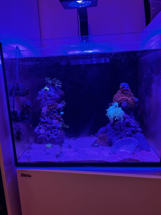 Red Sea 130 mit ReefLED 90 inklusive Besatz Kaufen auf