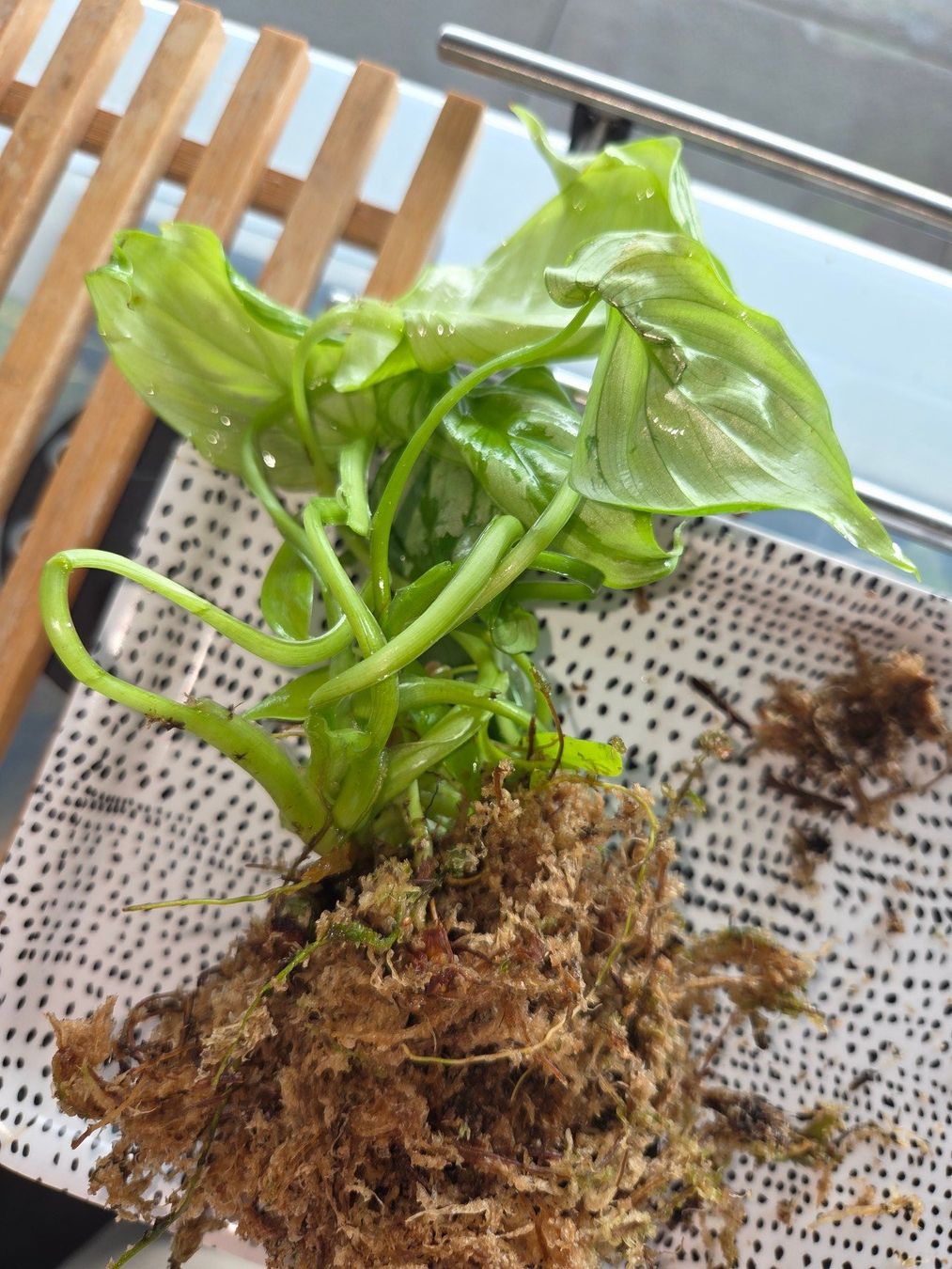 Pflanzen & Samen: ** Philodendron Mamei** – Gebraucht aus Broc von omegadlocks 3