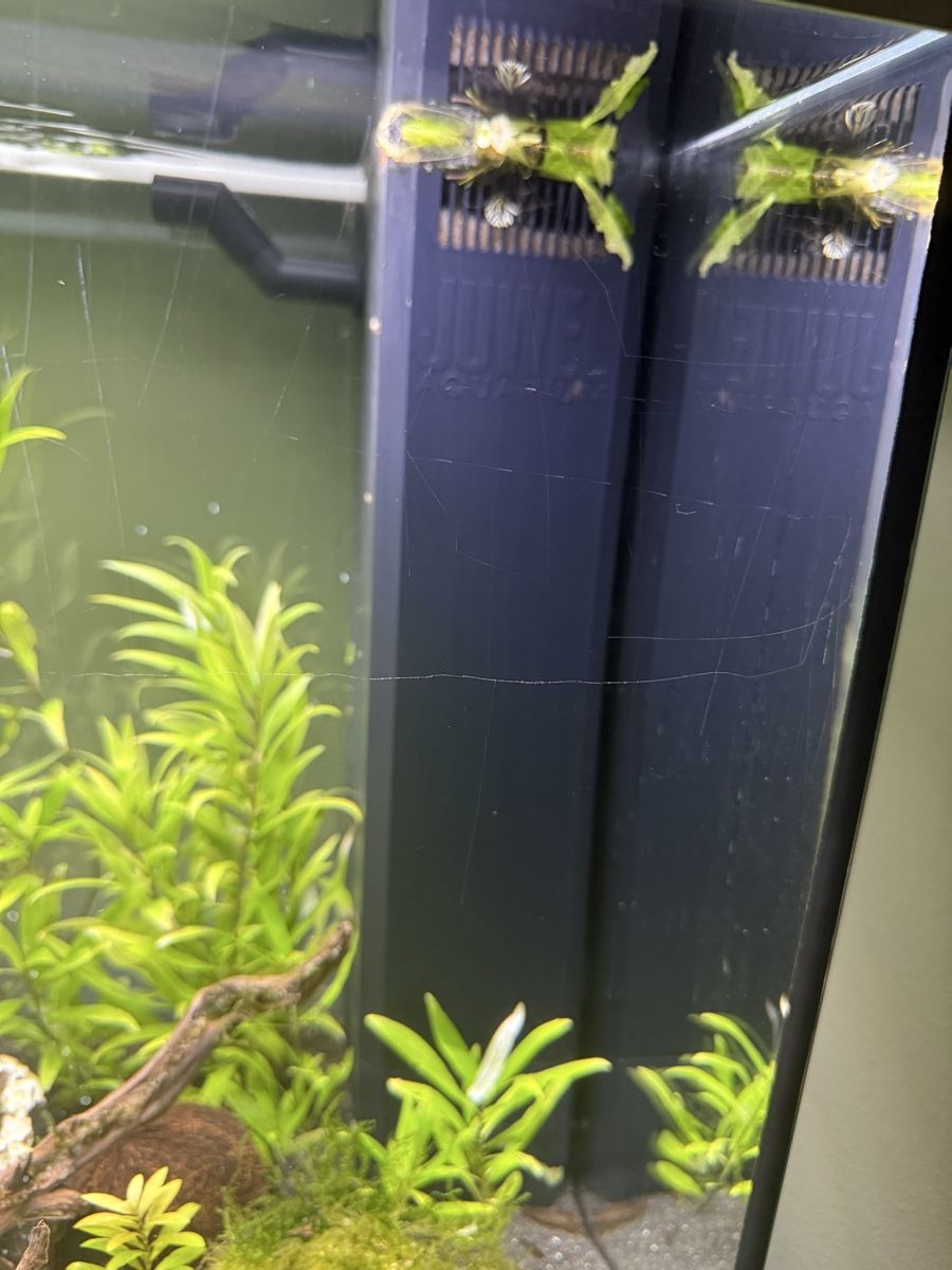 Acquari: Juwel Aquarium 120 Liter – Usato da Ottenbach venduto da tickorus 3