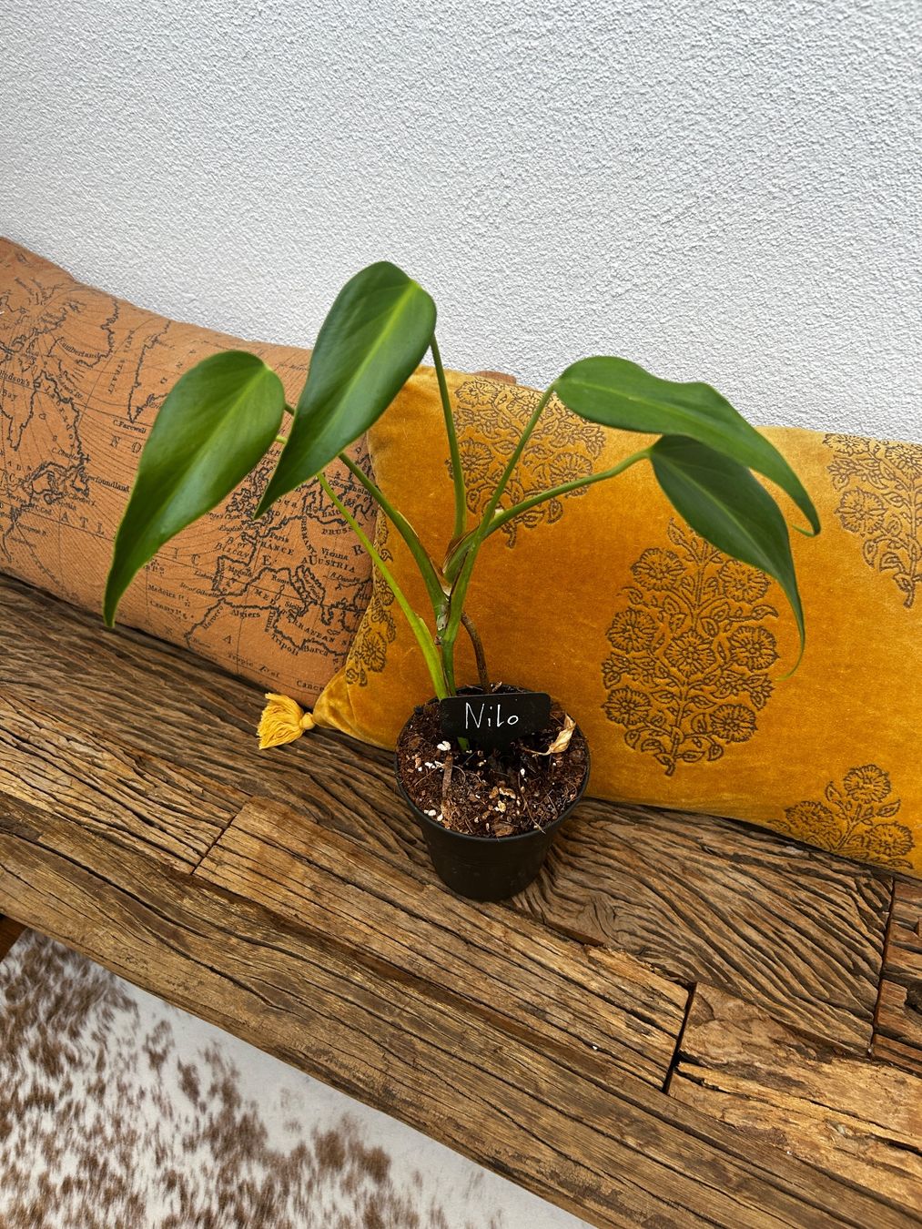 Piante & sementi: Monstera burle marx flame💚 – Usato da Wattwil venduto da Mikesplantshop