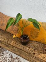 Monstera burle marx flame💚