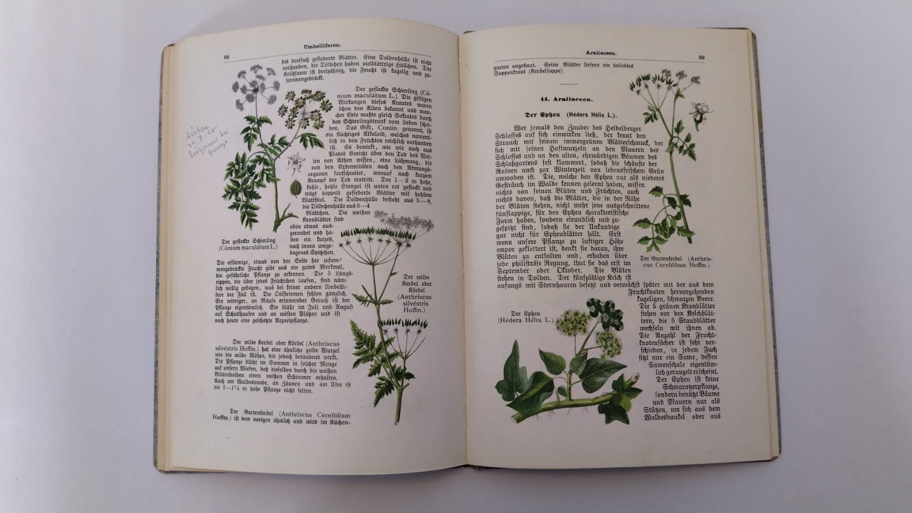 Libri: Pflanzenbuch 1900 / Ein Lehrbuch der Botanik 2. Band – Usato da Bellach venduto da JingleJerry 6