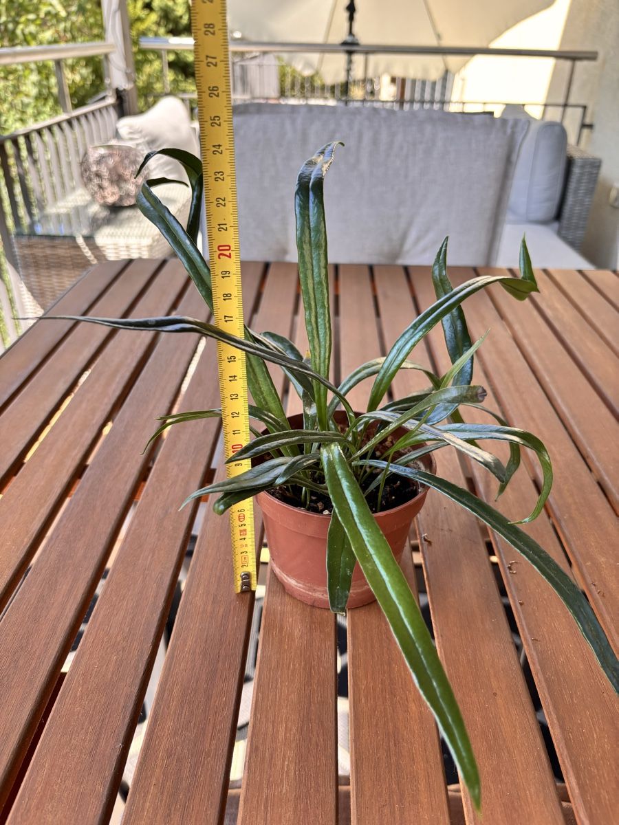 Pflanzen & Samen: Microsorum thailandicum – Gebraucht aus Dättwil AG von Bagste01 3