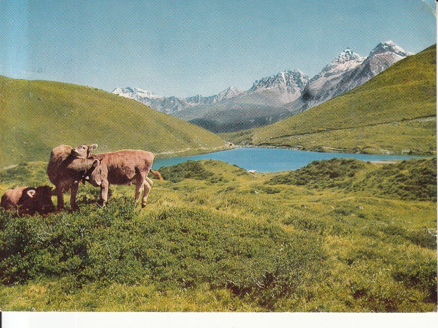 Cartoline postali: Schwellisee 1969 – Usato da Bürglen TG venduto da StampGraf
