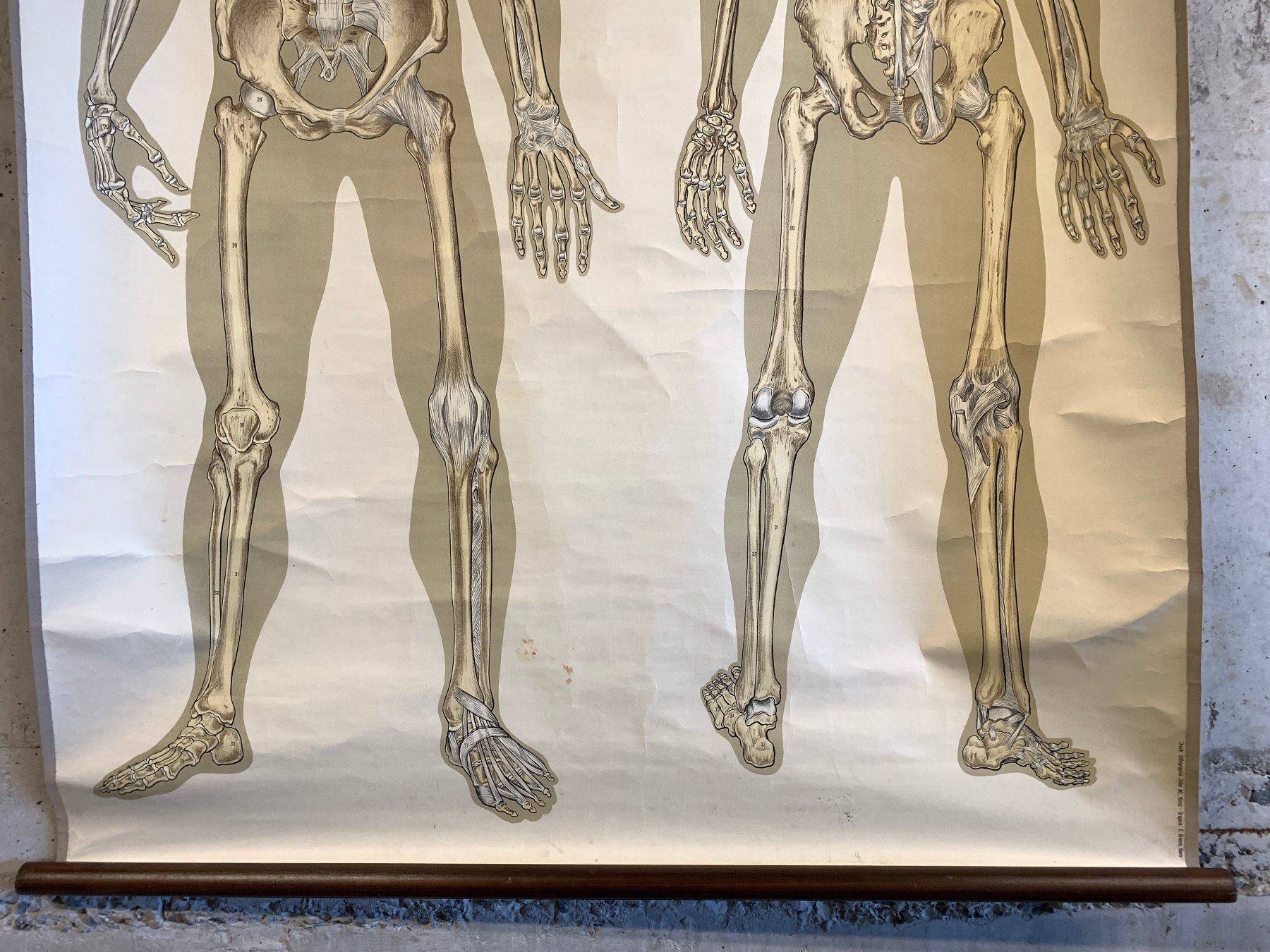 Foto & Immagini: Anatomisches Tabellenwerk Skelett – Usato da Ottikon venduto da Hogdog 3