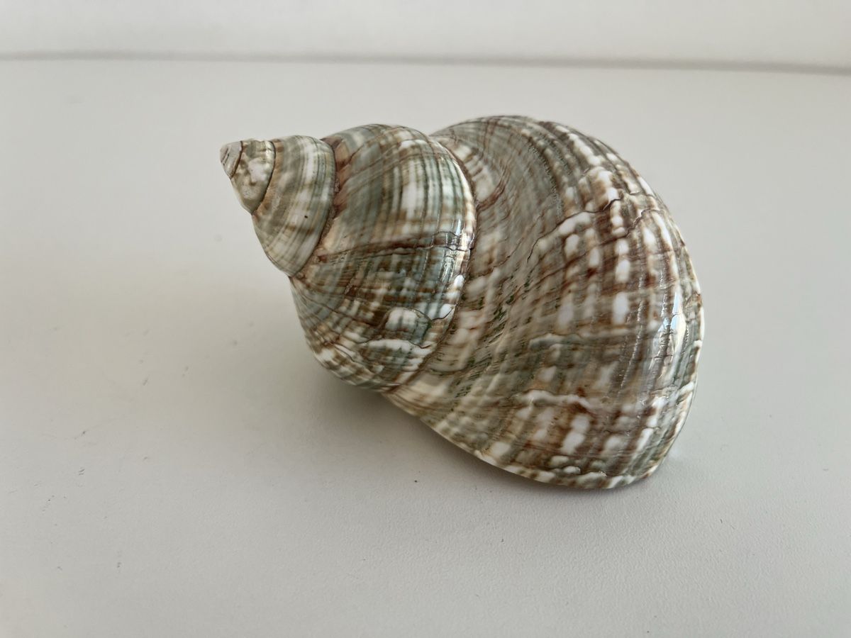 Tutte le decorazioni: Meeresschnecke – Usato da Wetzikon ZH venduto da seli03